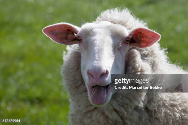bleating sheep - einzelnes tier stock-fotos und bilder