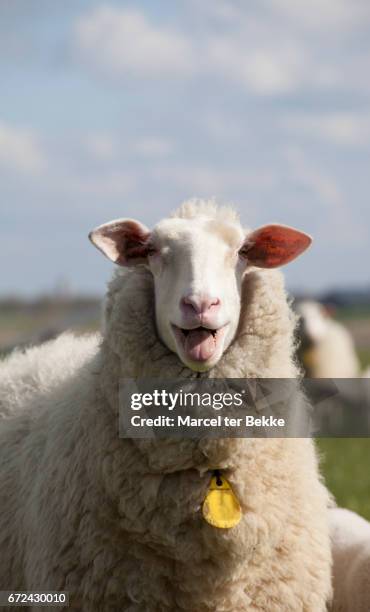 bleating sheep - sheep funny stock-fotos und bilder