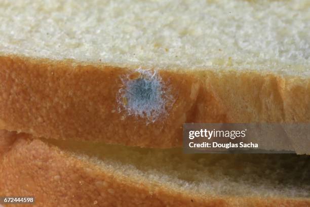mouldy spot on a slice of bread - moldy bread stock pictures, royalty-free photos & images
