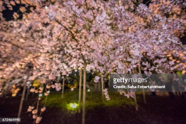 cherry blossoms light up at rikugien gardens - サクラの木 stock pictures, royalty-free photos & images