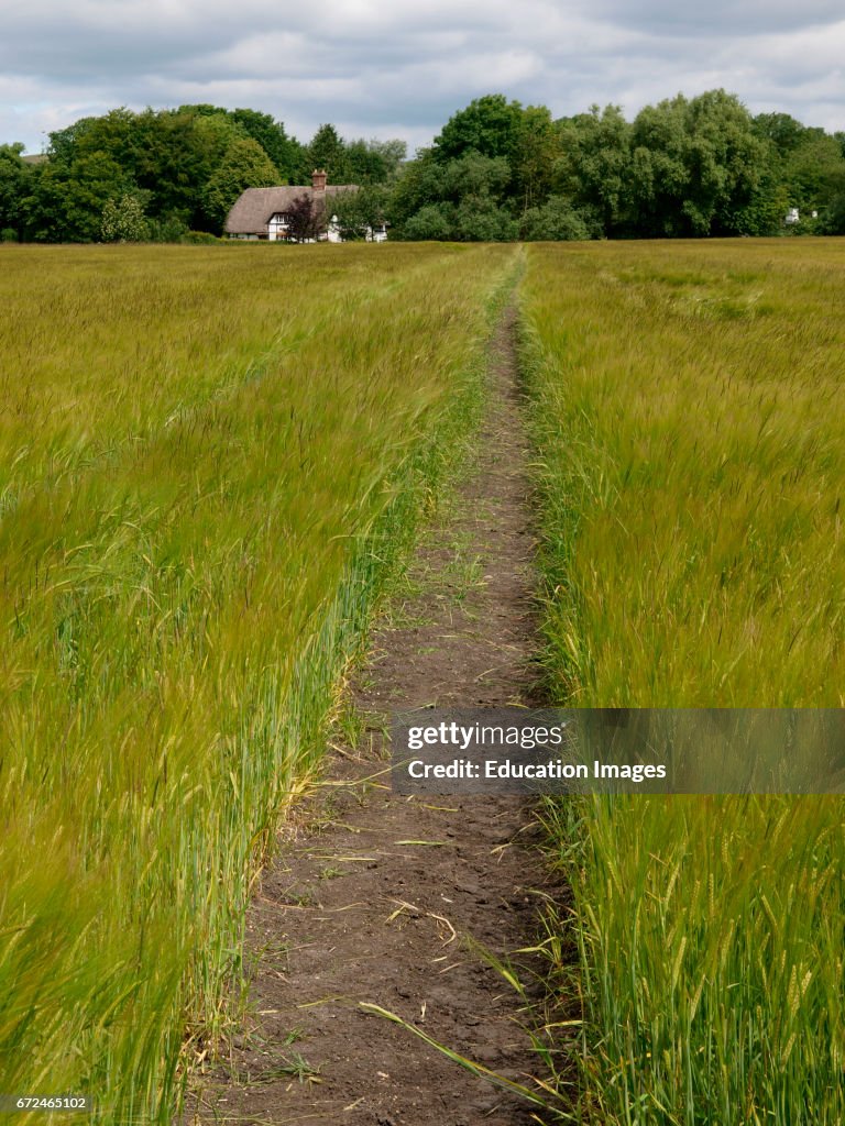 Footpath through field of barley to thatched cottage, All Canning, Devizes, Wiltshire