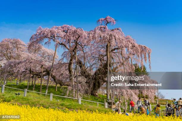 famous cherry tree that miharu takizakura in fukusima - サクラの木 fotografías e imágenes de stock