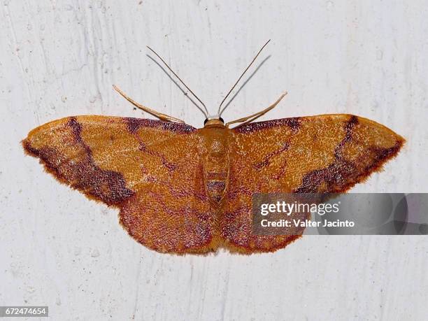 moth (idaea ostrinaria) - geometridae stock pictures, royalty-free photos & images