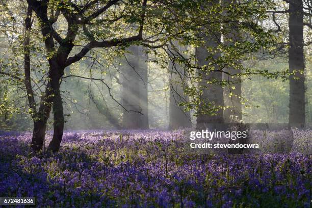 rays of sunlight enter this bluebell forest in norfolk - bluebell wood foto e immagini stock