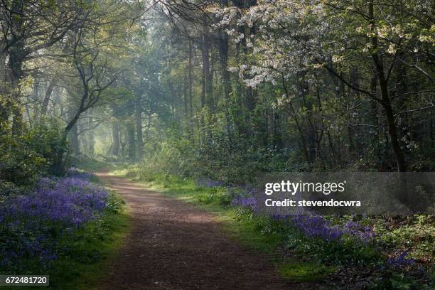 sunlight spills into the bluebell woodland - carpet icon stock pictures, royalty-free photos & images