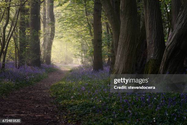 rays of sunlight shine into the bluebell woodland - ブルーベルウッド ストックフォトと画像