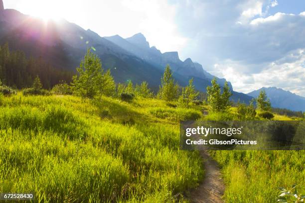 uma visão de uma pista de singletrack para ciclistas, caminhantes e corredores no centro nórdico canmore em canmore, alberta, canadá. - canmore - fotografias e filmes do acervo