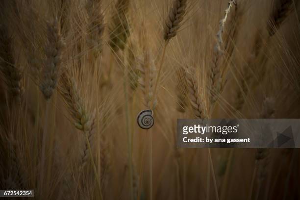 wheat field with a snail - frescura stock-fotos und bilder