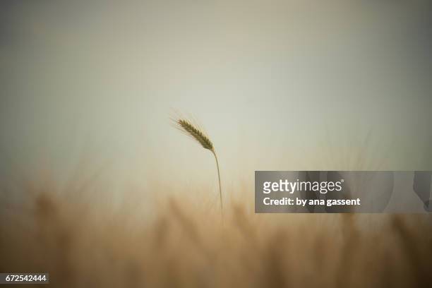 wheat field - frescura stockfoto's en -beelden