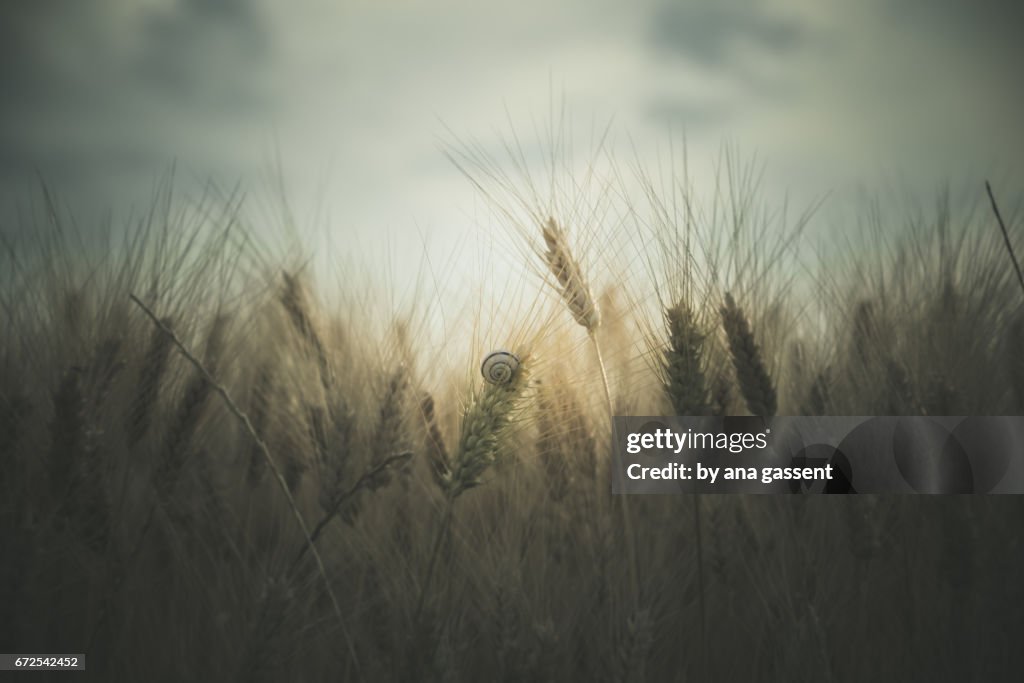 Moody wheat field