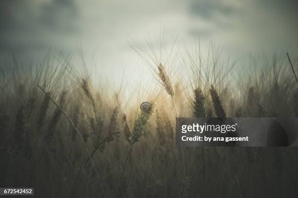 moody wheat field - frescura stockfoto's en -beelden