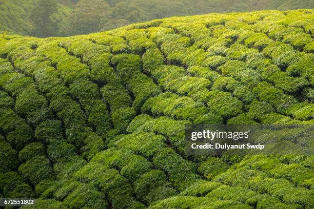 tea plantation in cameron highlands, malaysia - cameron highlands stock pictures, royalty-free photos & images