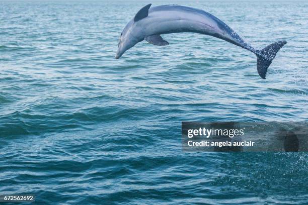 dolphins in ocean at captiva, florida - baby dolphin stock pictures, royalty-free photos & images