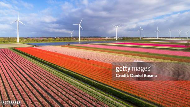 tulip fields in the netherlands - landelijke scène stock pictures, royalty-free photos & images