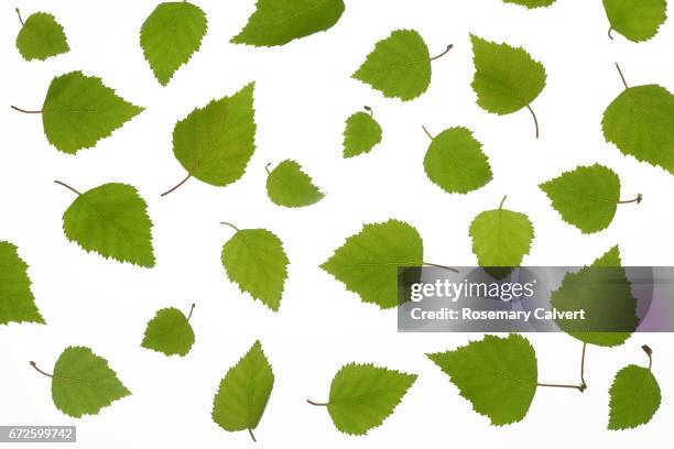 scattered silver birch leaves on white background. - birch tree stock pictures, royalty-free photos & images