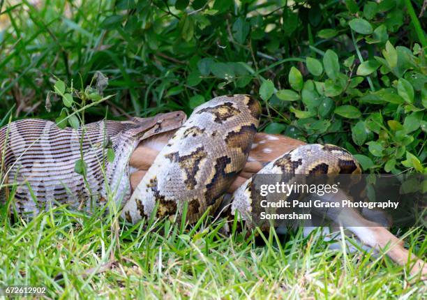 indian python swallowing a spotted deer, yala national park sri lanka - spotted python stock pictures, royalty-free photos & images