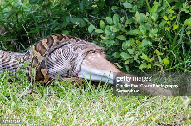 indian python swallowing a spotted deer, yala national park sri lanka - morelia stock pictures, royalty-free photos & images