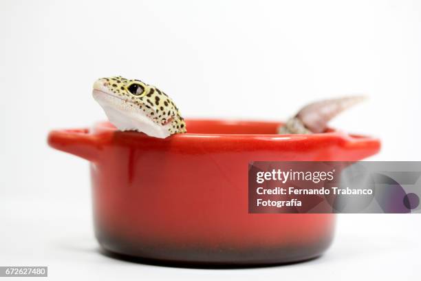 lizard tucked inside a pot. ready to eat - gecko hiding stock pictures, royalty-free photos & images