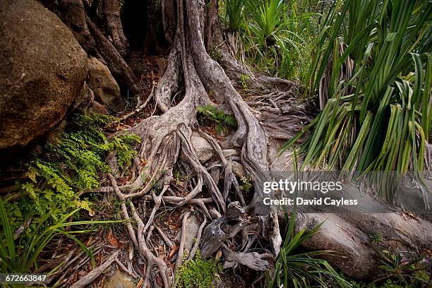 Ihorombe Region Photos and Premium High Res Pictures - Getty Images