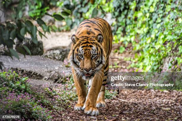 sumatran tiger - sumatran tiger stock pictures, royalty-free photos & images