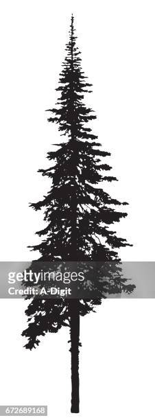 ilustrações, clipart, desenhos animados e ícones de silhueta única da árvore de pinho - tall high