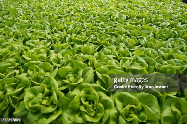 lettuce growing in a hydroponic farm - hidropónica fotografías e imágenes de stock