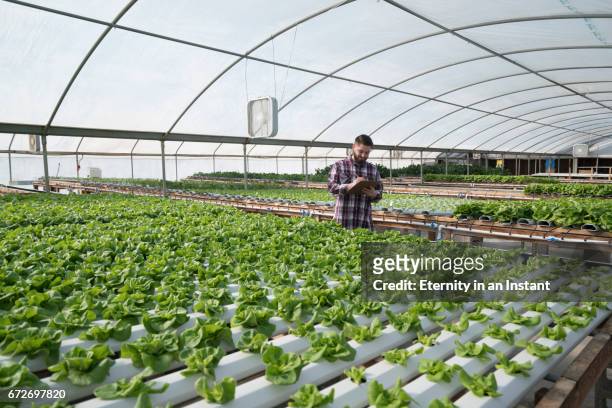 wide shot of a young man working in a hydroponic farm - hothouse stock pictures, royalty-free photos & images