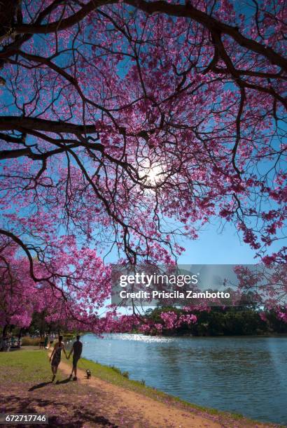 ibirapuera park, são paulo, brazil. - ibirapuera park stock pictures, royalty-free photos & images