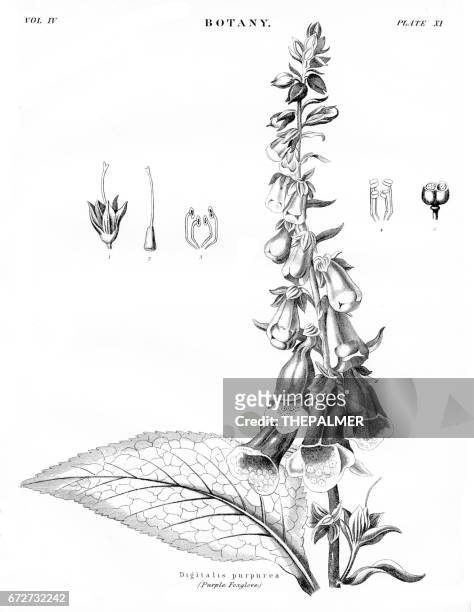 lila fingerhut botanik gravur 1878 - foxglove stock-grafiken, -clipart, -cartoons und -symbole