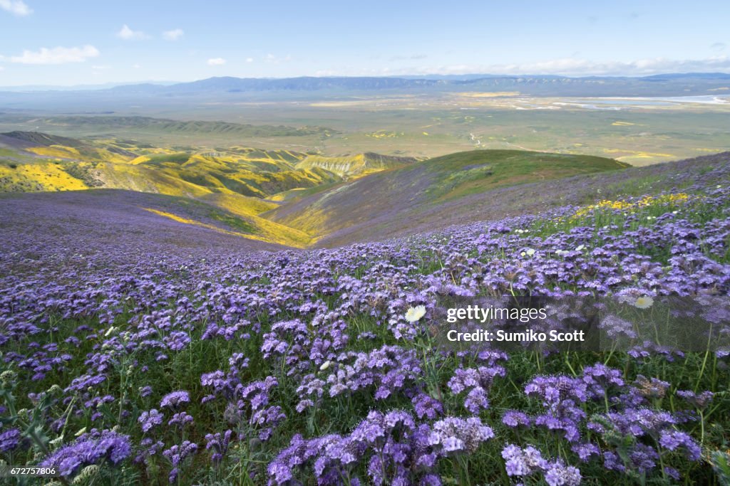 Filed of Phacelia flower on top of Temblor Range, Carrizo Plain National Monumen, CA