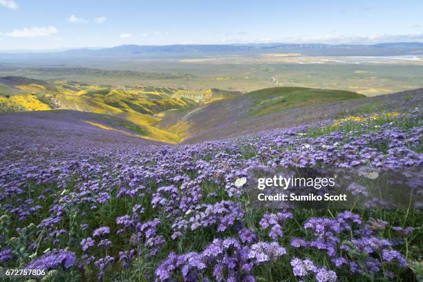 filed of phacelia flower on top of temblor range, carrizo plain national monumen, ca - sentiero di giardino foto e immagini stock