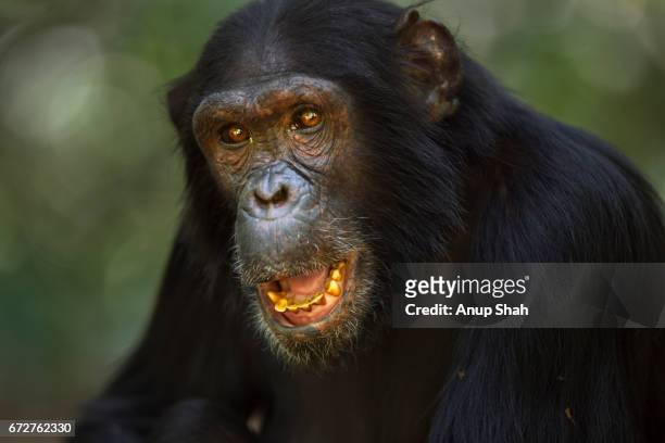 eastern chimpanzee female 'eliza' aged 21 years portrait - angry monkey stock pictures, royalty-free photos & images