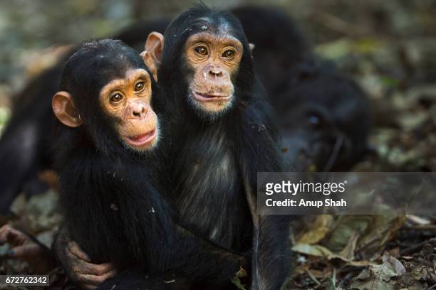 eastern chimpanzee infant male 'fifty' aged 2 years hugging his sister 'fadhila' aged 4 years - hug animal group stock-fotos und bilder