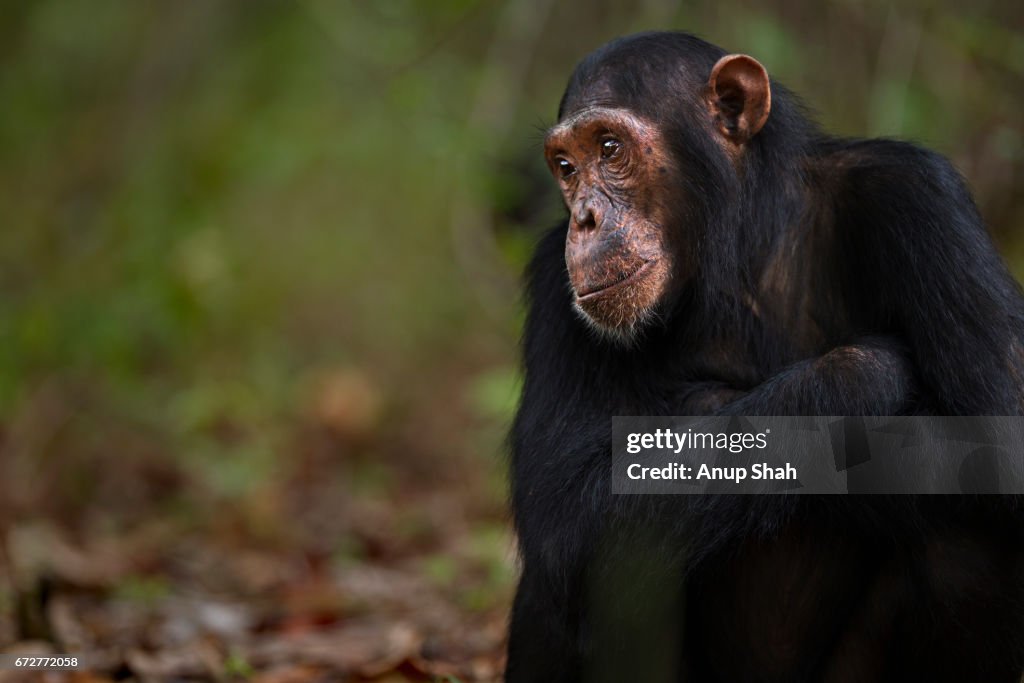 Eastern chimpanzee sub-adult male 'Fundi' aged 12 years sitting portrait