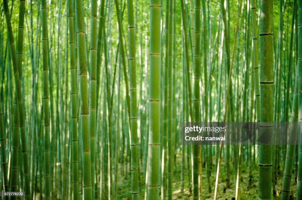 Bamboo forest 02
