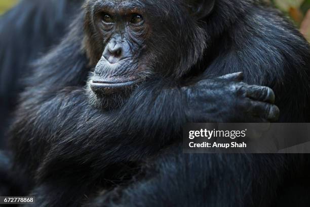 1,073 Alpha Animals Photos and Premium High Res Pictures - Getty Images 1,073 Alpha Animals Photos and Premium High Res Pictures - Getty Images