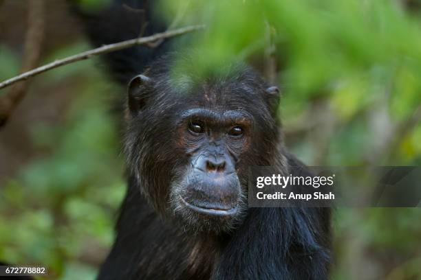 1,073 Alpha Animals Photos and Premium High Res Pictures - Getty Images 1,073 Alpha Animals Photos and Premium High Res Pictures - Getty Images