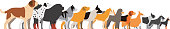 set of dog breeds, side view, vector illustration