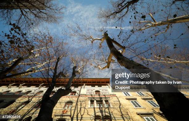 les arbres urbain en hiver - échappée belle stock pictures, royalty-free photos & images