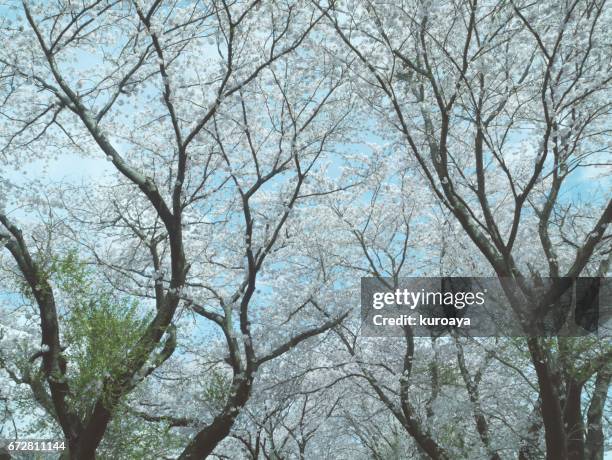 cherry blossoms - 果樹の花 fotografías e imágenes de stock