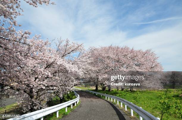 cherry blossom and road - サクラの木 fotografías e imágenes de stock