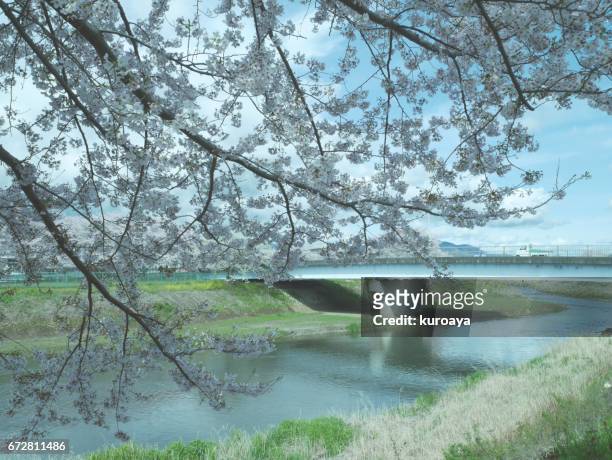 cherry blossoms and bridge - サクラの木 fotografías e imágenes de stock