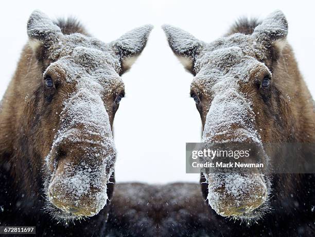 326 Moose Funny Stock Photos, High-Res Pictures, and Images - Getty Images