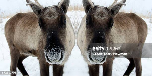 caribou mirror image - woodland caribou stock pictures, royalty-free photos & images