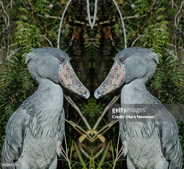shoebill stork mirror image - shoebilled stork fotografías e imágenes de stock