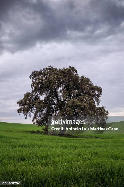 landscape with isolated trees - cielo dramático stock pictures, royalty-free photos & images