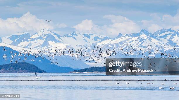 glaucous-winged gulls, boulder island - glacier bay stock pictures, royalty-free photos & images