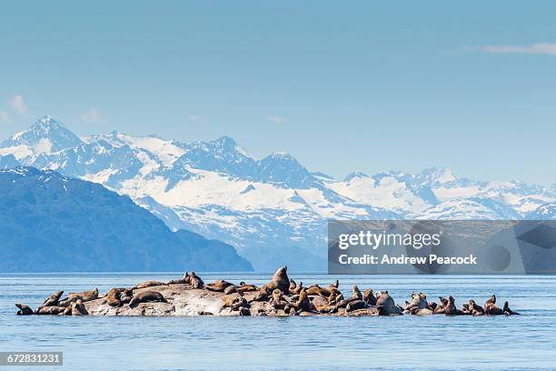 steller sea lions, south marble island - alaska coastline stock pictures, royalty-free photos & images