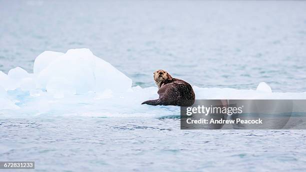 a sea otter hauled out on ice in muir inlet - sea otter stock pictures, royalty-free photos & images