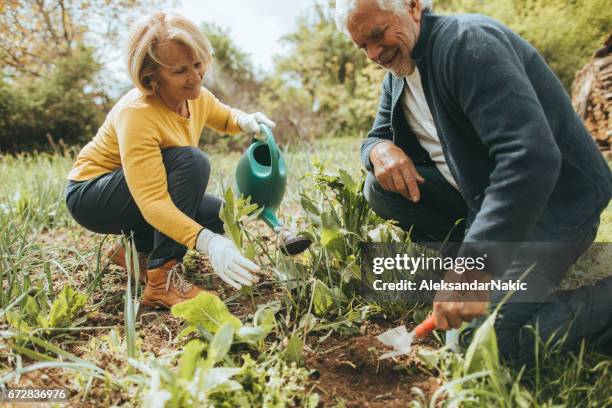 gardening together - couple gardening stock pictures, royalty-free photos & images